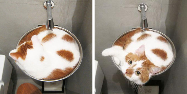 15+ снимки на котки за спешен подем (Пазете се, за да не загубите)