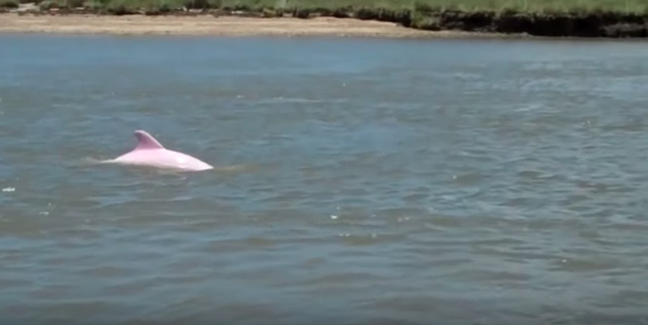 Рядък розов делфин има бебе и сега шансът да види повече от тях расте