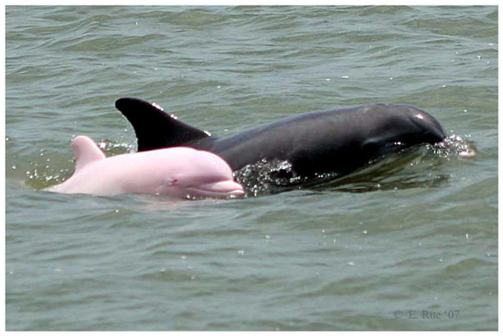 Рядък розов делфин има бебе и сега шансът да види повече от тях расте
