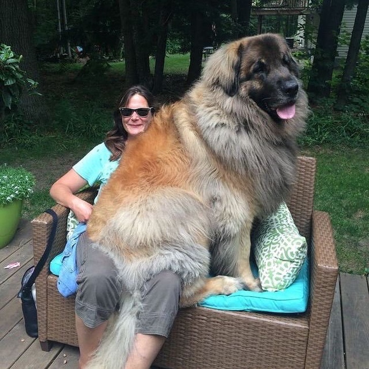 20+ души, които искаха да вземат куче, но се сдобиха с гигантски вълнен вълк