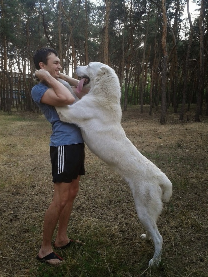 20+ души, които искаха да вземат куче, но се сдобиха с гигантски вълнен вълк