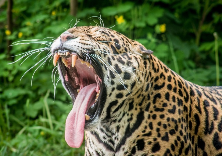 16 факта за животните, за които не знаят дори всички зоолози