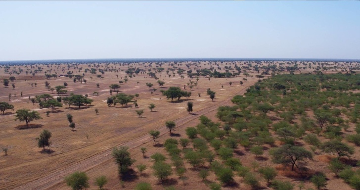 Хората в Африка изграждат "Голямата зелена стена", направена от засадени дървета, за да помогнат на планетата да оцелее най-лошото