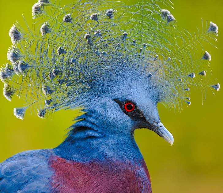 20 величествени птици, които бихте искали да държите в ръцете си