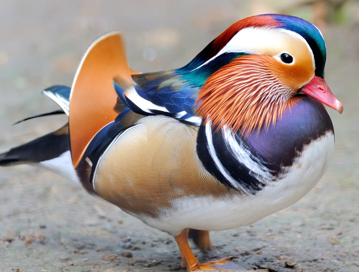 20 величествени птици, които бихте искали да държите в ръцете си