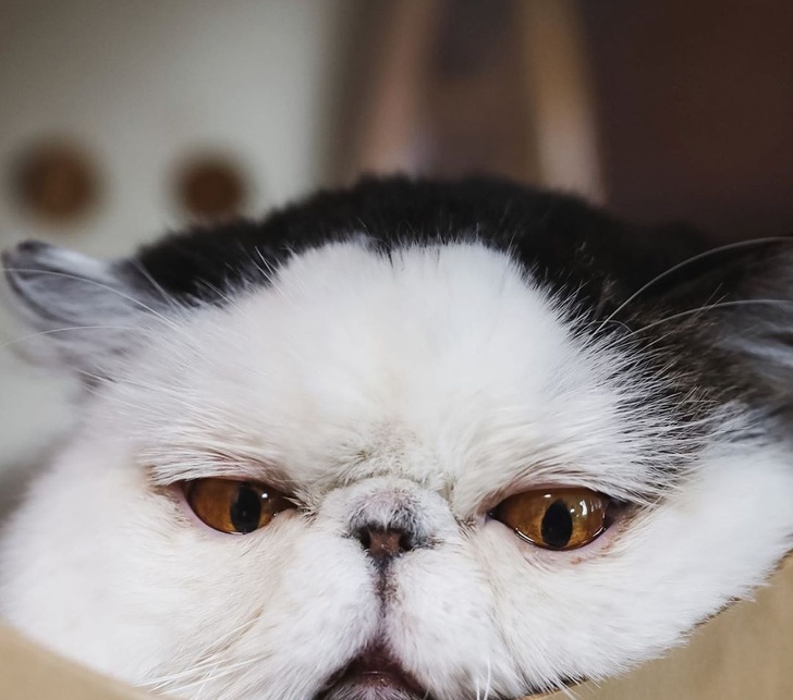 Запознайте се с Zuu, котка, чието подправено лице е толкова релаксиращо, че боли (20 снимки)