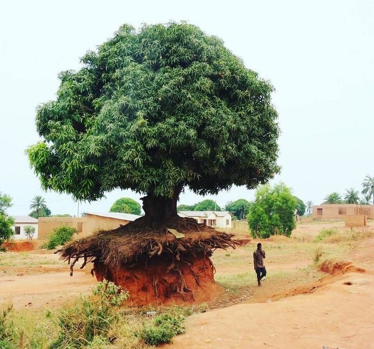 20 дървета, чието желание да живеят, са толкова силни, че могат да преживеят всичко