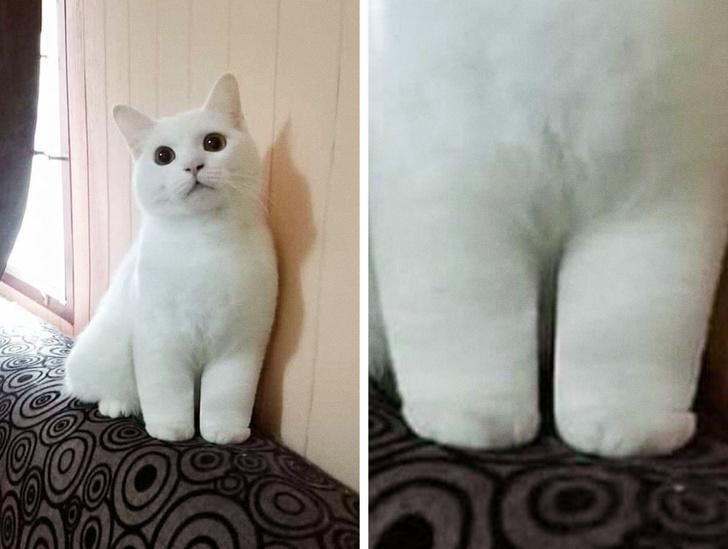 20+ котки, създавайки които природата ясно прибягва до Photoshop