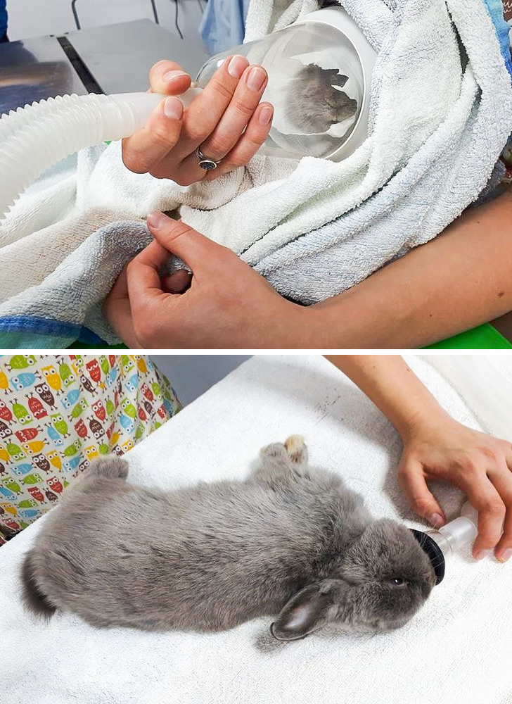 20+ случая от практиката на ветеринарни лекари, в чиито ръце - хиляди мънички животи