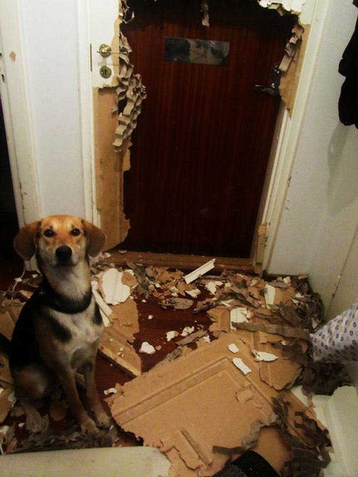 Истерични снимки на кучета, изпробващи търпението на собственика си до макс