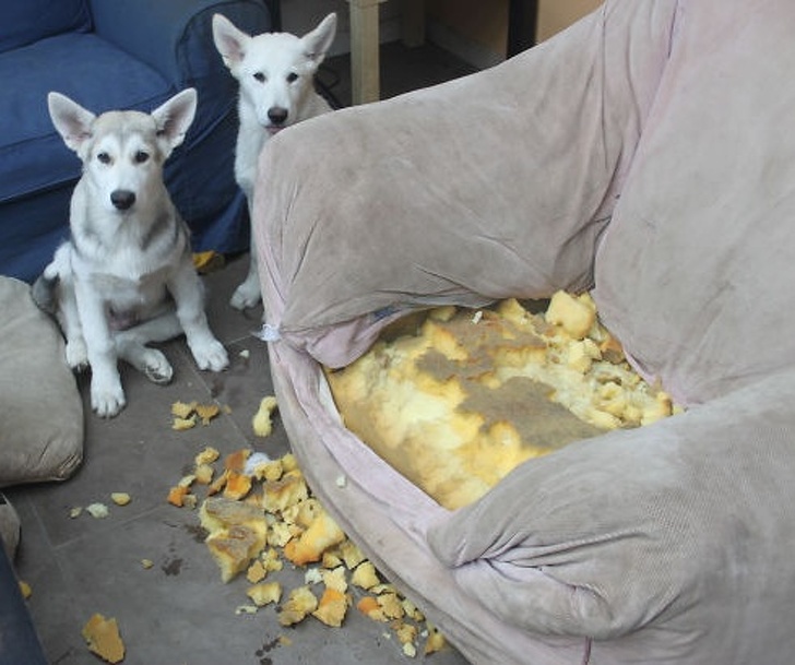 Истерични снимки на кучета, изпробващи търпението на собственика си до макс