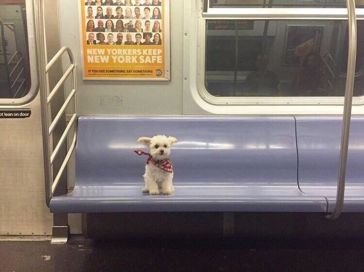 20+ абсурдни снимки, показващи колко луд е метрото