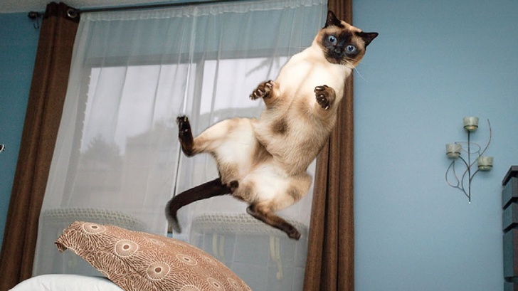 30 снимки, доказващи, че котките са смешни същества