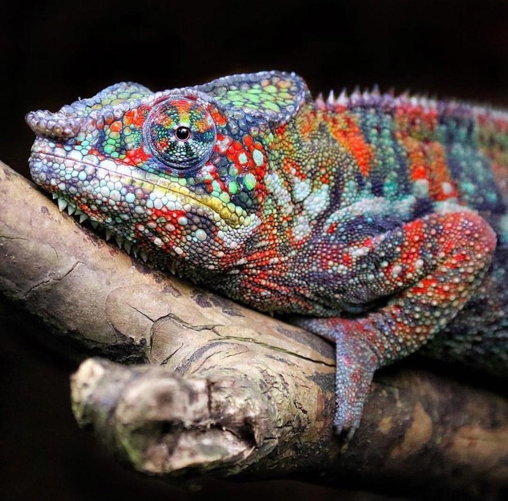 26 животни, които ни смаяха с оцветяването си