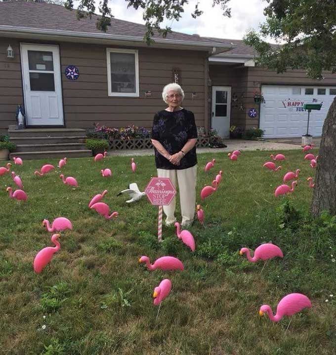"Баба ми навършва 93 години днес. Тя винаги е имала чувство за хумор, затова решихме да я изненадаме, като декорираме двора ѝ с 93 розови фламинги"