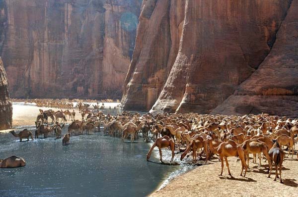 The crocodiles feed on fish that feed on the algae that feed on the waters fertilized by camels.
