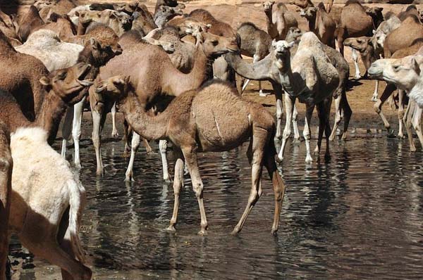 You might not want to swim there, though, as the excrement from all of the camels has turned the water black.