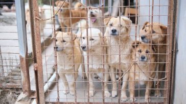 Изплашени кучета зад решетката на клетка в приют за бездомни животни